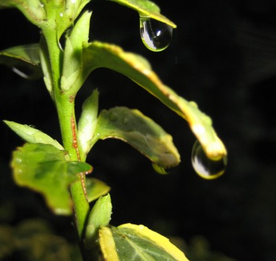 20100321_0001_8.JPG