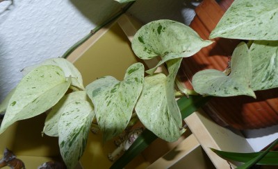 pana (7).JPG
