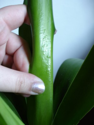 Yucca Blatt.JPG