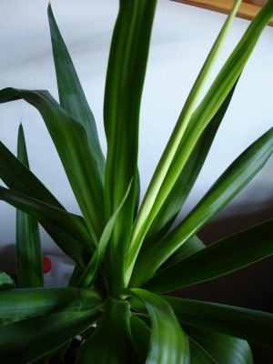 Yucca.JPG