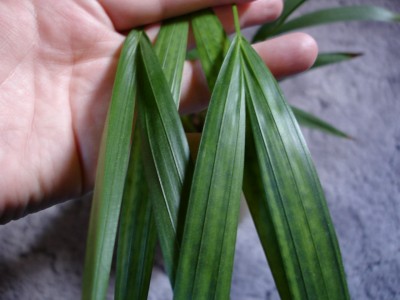Palme Blätter.JPG