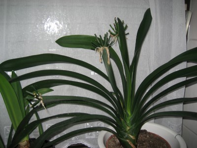 Clivia.jpg