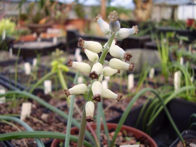 Muscari racemosum (3).JPG