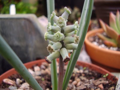 Muscari racemosum.JPG