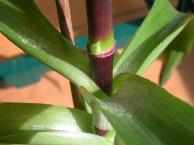 Pflanzen 2010 003.jpg