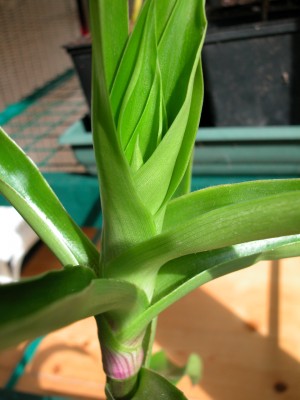 Pflanzen 2010 004.jpg