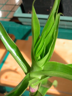 Pflanzen 2010 002.jpg