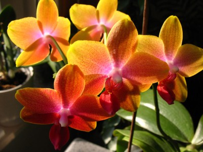 Phalaenopsis_01.jpg