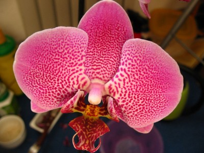Phalaenopsis_04.jpg