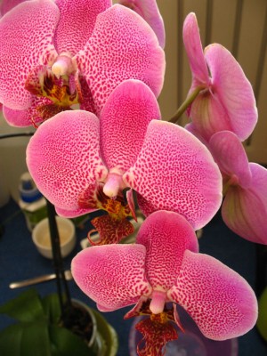 Phalaenopsis_02.jpg