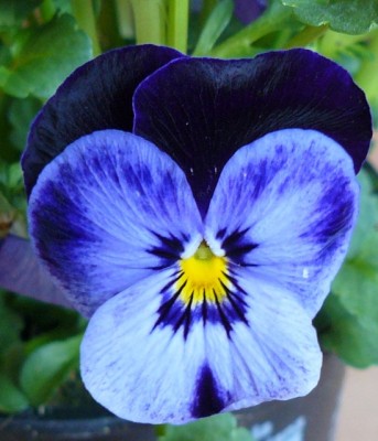 Stiefmütterchen (1).JPG