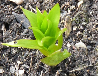 Das müsste Kaiserkrone sein....JPG