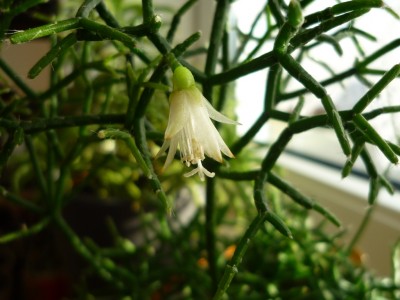 Rhipsalis Blüte.JPG