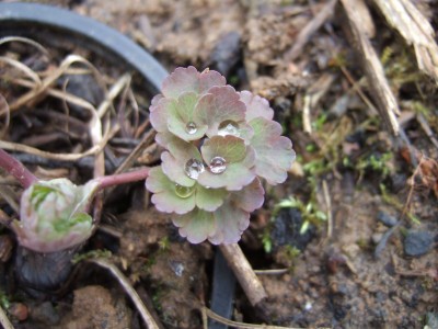 DSCF0805.JPG