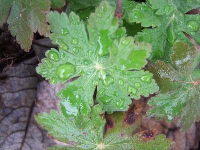 DSCF0800.JPG
