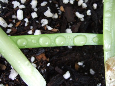 DSCF0790.JPG