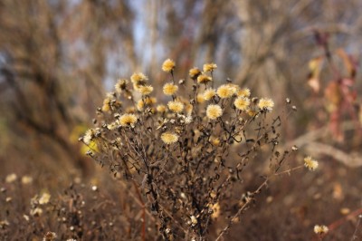 IMG_3804_1.jpg
