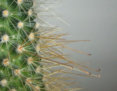 Kaktus2.jpg