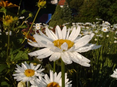 Margarite_Tropfen_0770.jpg