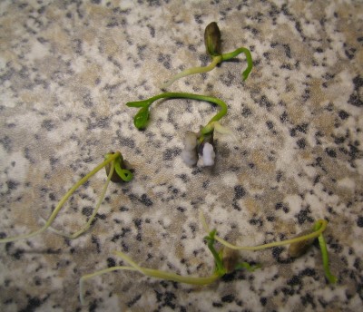 20100326_0001.JPG