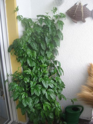 Maracuja 09.JPG