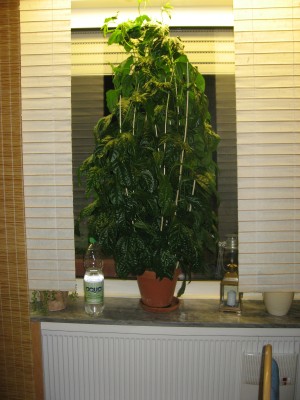 Maracuja 08.JPG