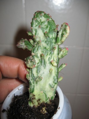 Opuntia monacantha variegata.jpg