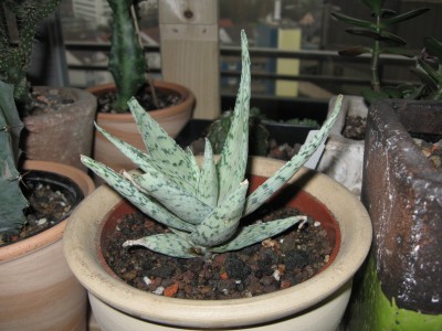Aloe.jpg