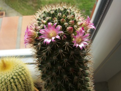 Kaktus4.jpg