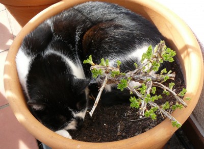 meine schiefe Stachelbeere (8).JPG