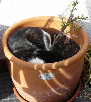 meine schiefe Stachelbeere.JPG