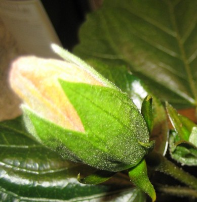 20100326_0001_17.JPG