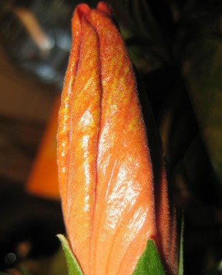 20100326_0001_18.JPG