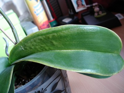 Orchi-Blatt.JPG