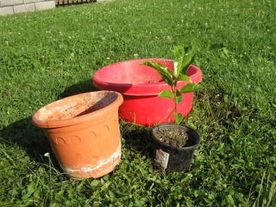edulis 1.JPG