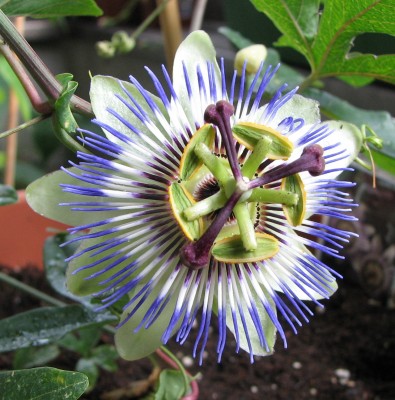 Passiblüte P.caerulea.jpg