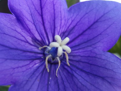 S1030111.JPG