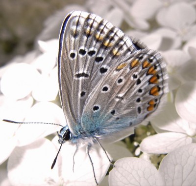 blau9.jpg