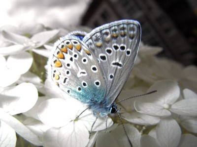 blau2.jpg
