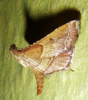 14.06.wandschmuck1.jpg