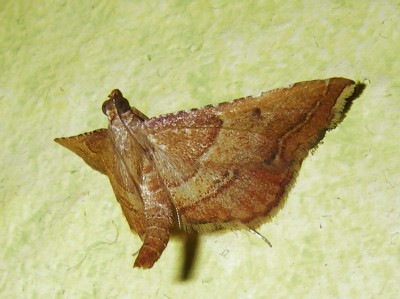 14.06.wandschmuck.jpg