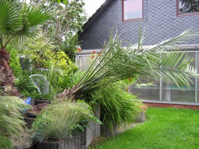 IMG_1704 Palme.jpg