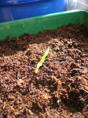 20070618-2.JPG