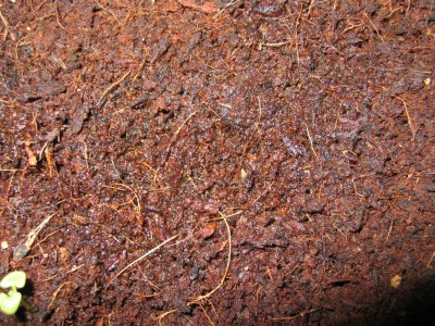 20070610-1.JPG