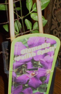 Neuzugang Orchis 030.jpg