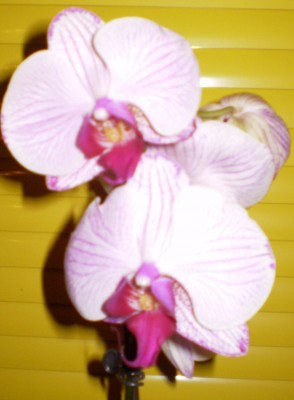 Neuzugang Orchis 026.jpg