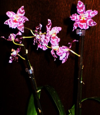 Neuzugang Orchis 020.jpg