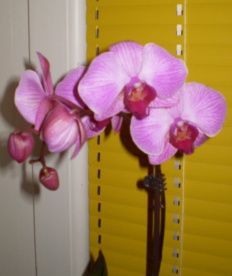 Neuzugang Orchis 024.jpg