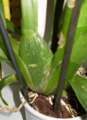 Neuzugang Orchis 027.jpg