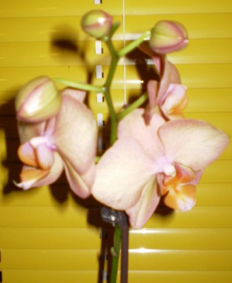 Neuzugang Orchis 025.jpg